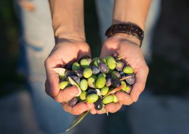 riviera zeytinyaglari